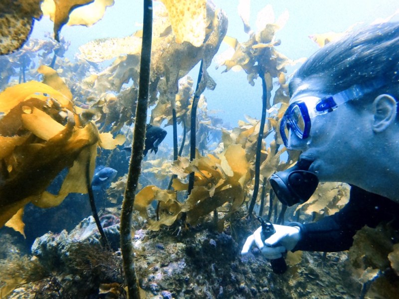 NZ Day 10: SCUBA Diving in the Bay of&nbsp;Plenty