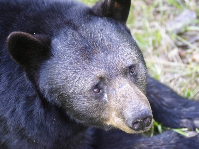 TN Day 2 – Birds, Anakeesta, and&nbsp;Bears