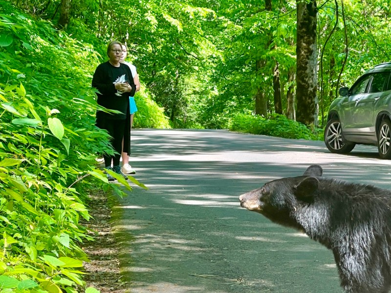 TN Day 3 – Mother’s Day and More&nbsp;Bears