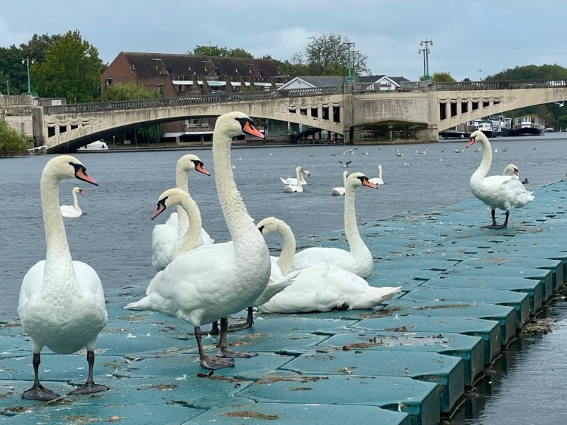 The Thames Path Day 1: Pangbourne to&nbsp;Reading