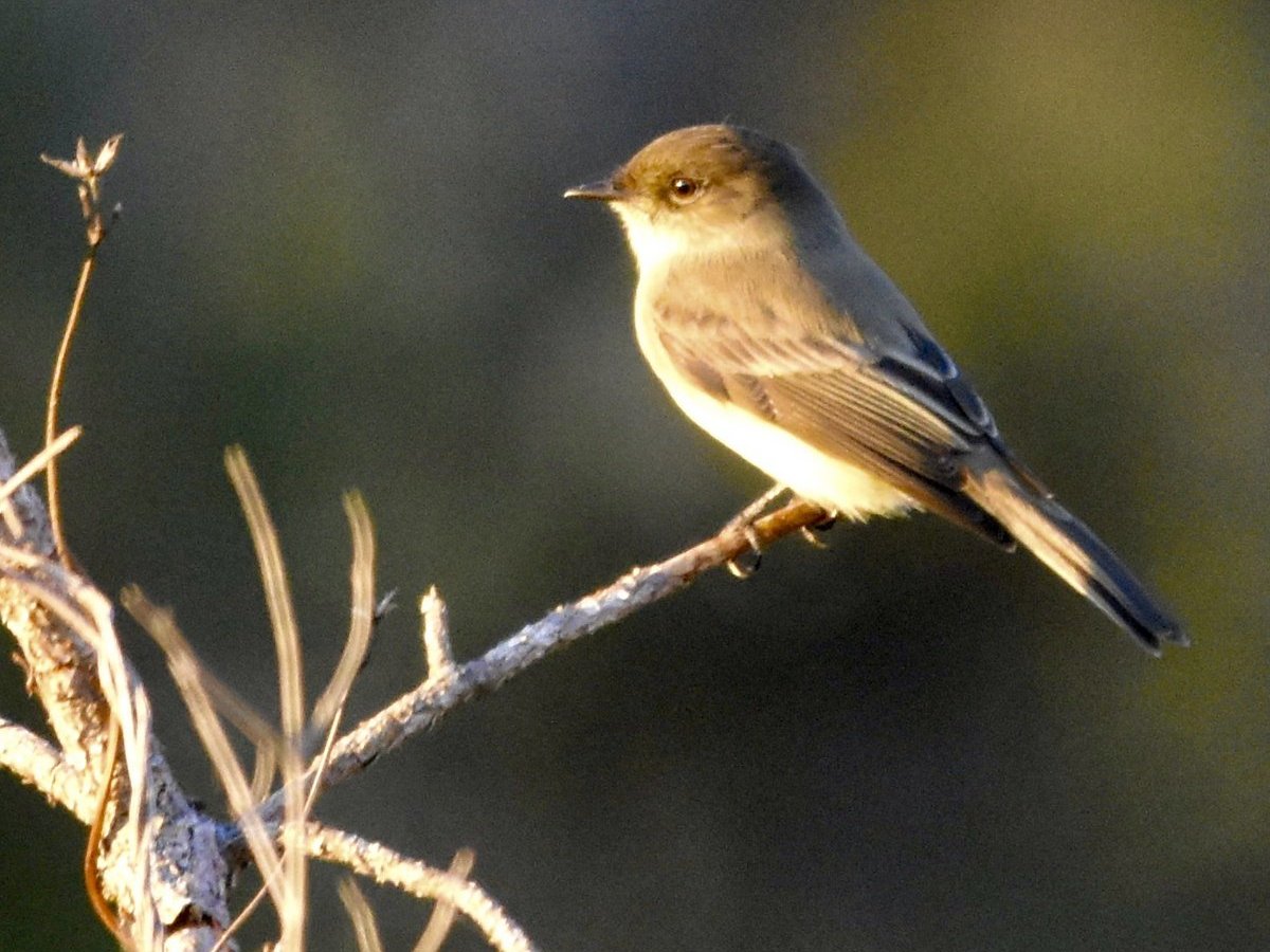 Risen from Its Ashes: Bastrop State&nbsp;Park