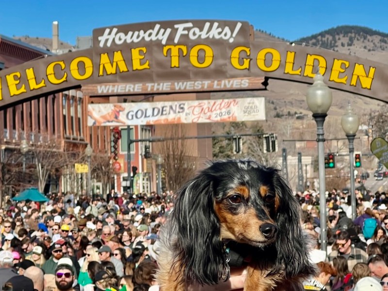 Me and Four Thousand Retrievers: Goldens in&nbsp;Golden