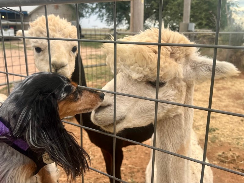 Summer ‘26 Trek: Day 2:&nbsp;Alpacas